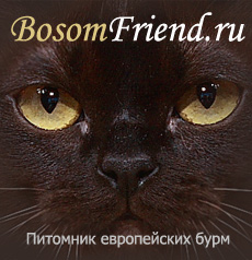 Сайт питомника кошек